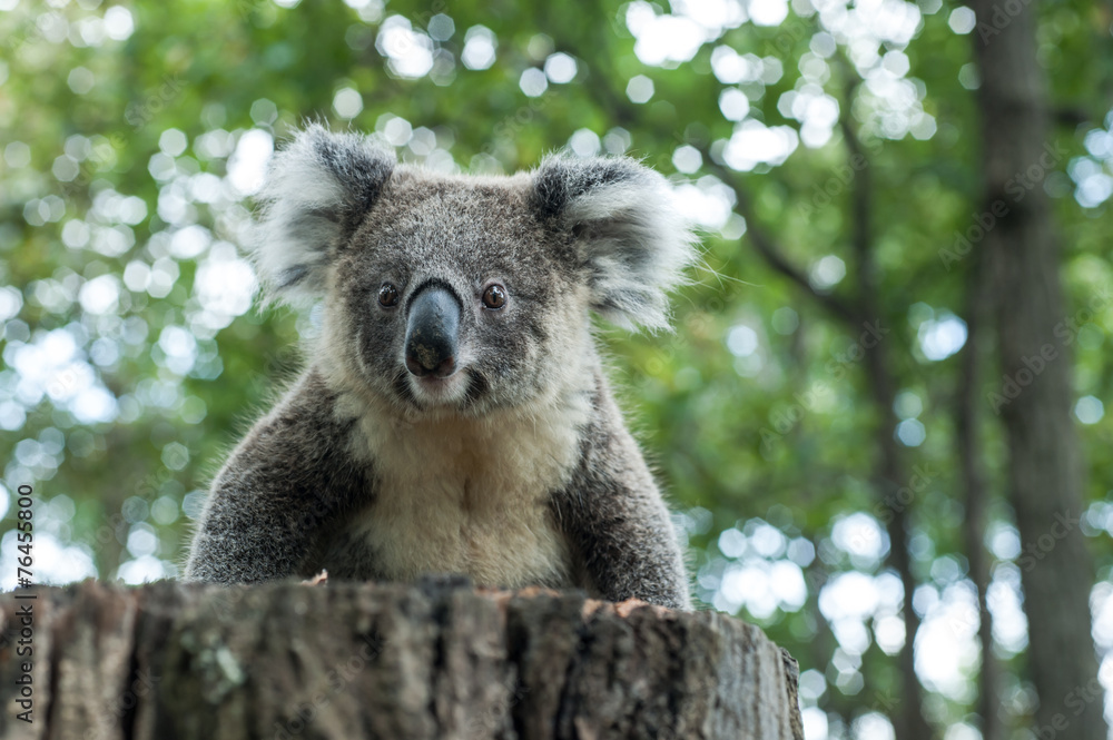 Naklejka premium australian koala sit on tree, Sydney, NSW, australia. exotic ico