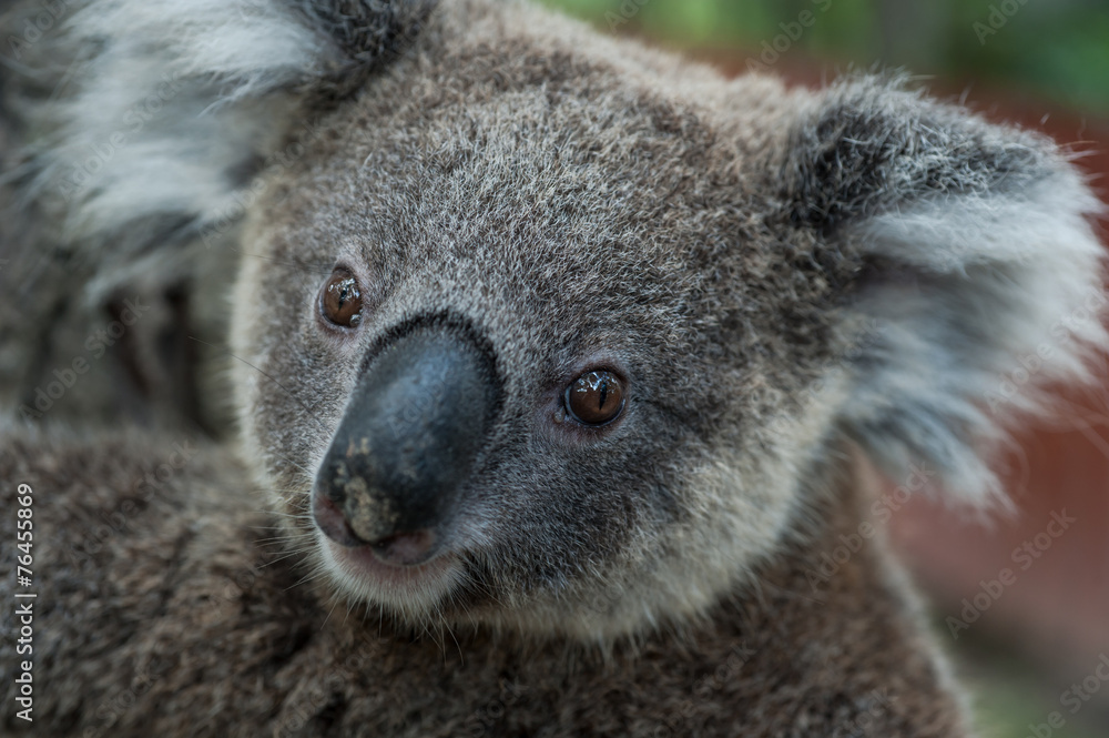 Obraz premium australian koala sit on tree, Sydney, NSW, australia. exotic ico