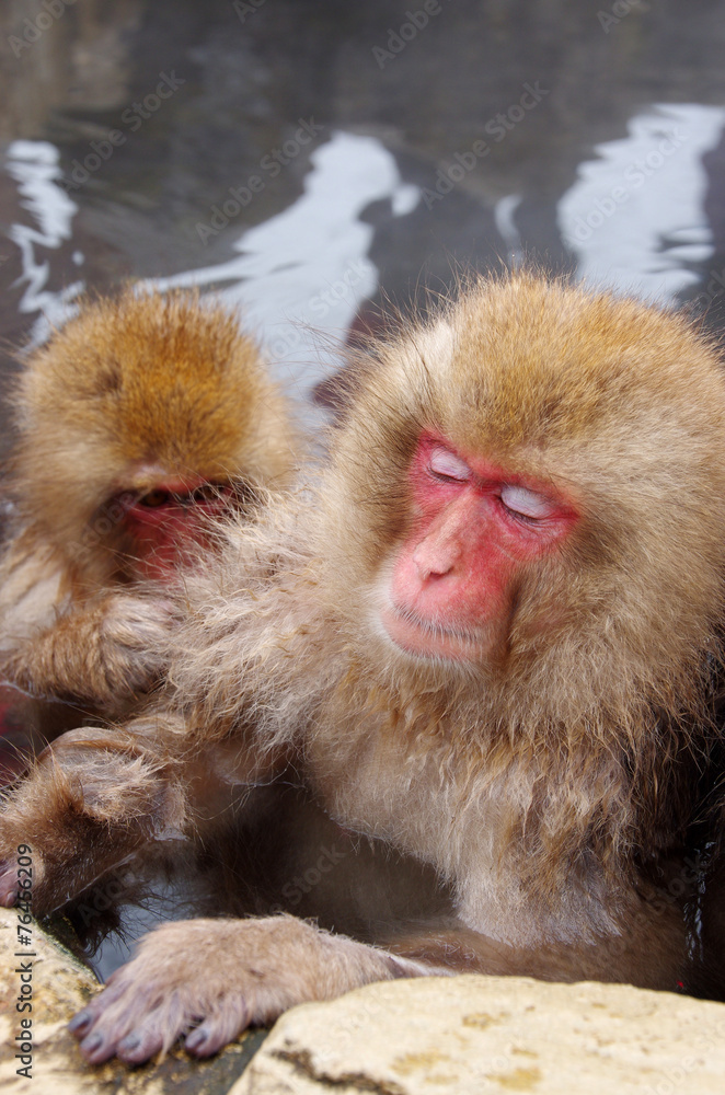 Fototapeta premium スノーモンキー