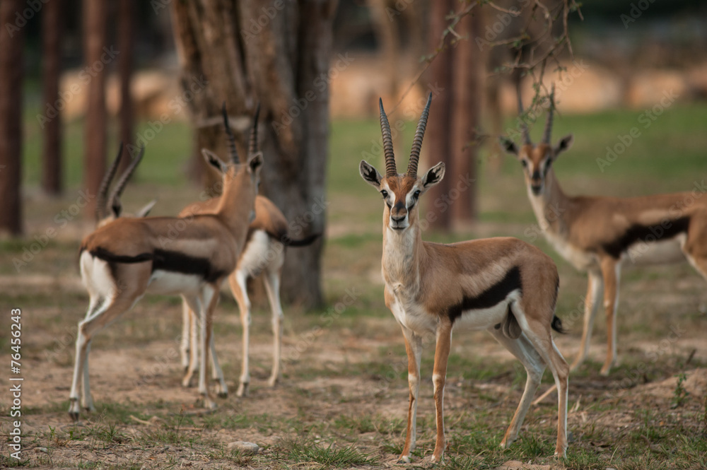 Thomson Gazelle beautiful posing for a photograph Thomson Gazelle beautiful posing for a photograph