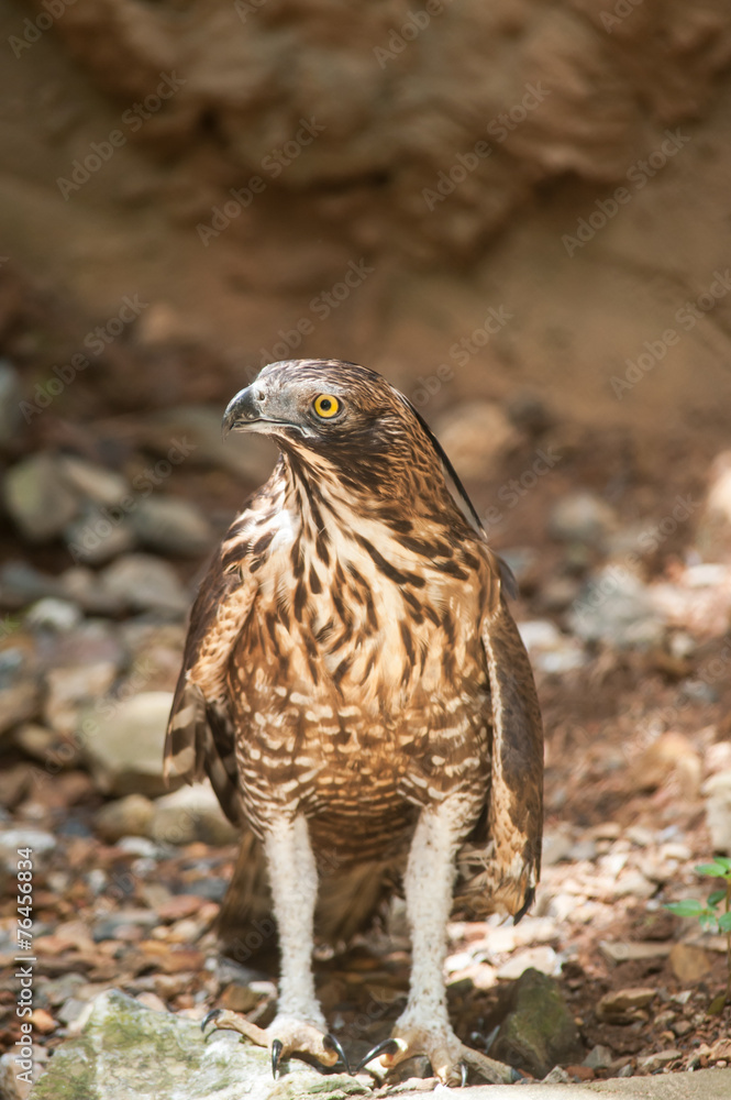Fototapeta premium Raptor bird sit on ground