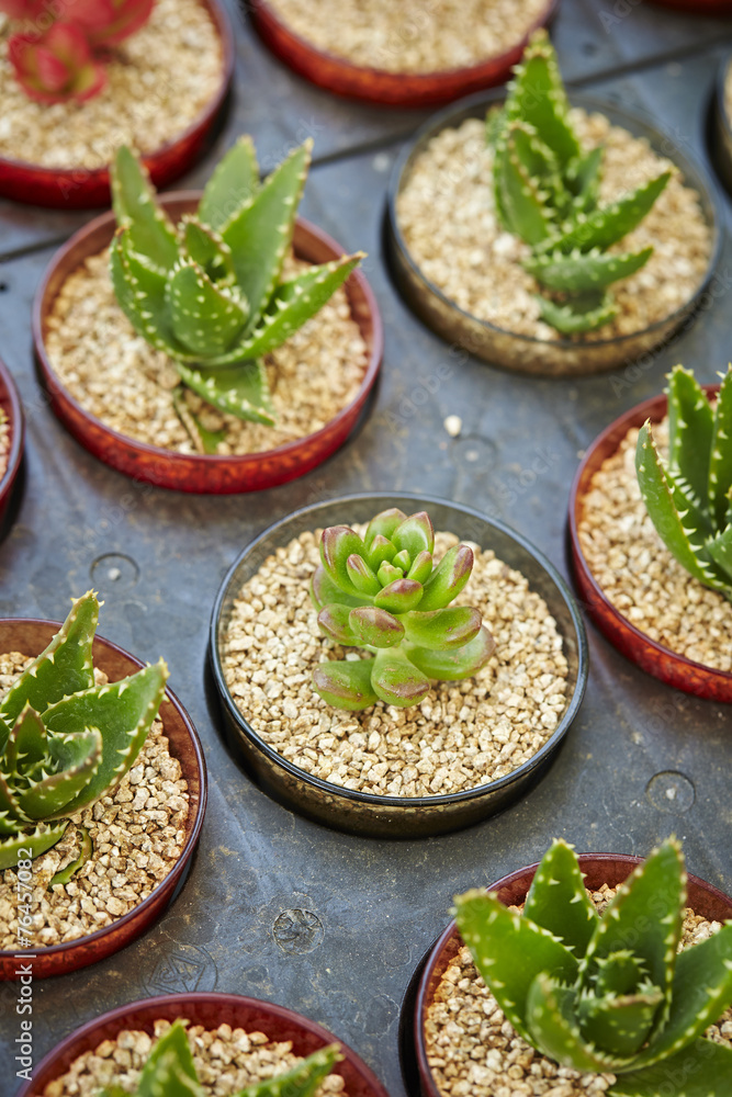 Cactus set Cactus set
