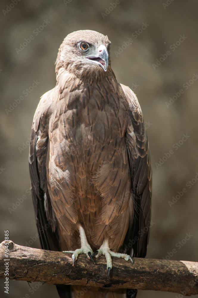 Black kite, Pariah kite(Milvus migrans) Black kite, Pariah kite(Milvus migrans)