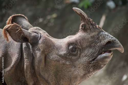 Greater One-horned Rhinoceros, Indian Rhinoceros(Rhinoce ros uni photo