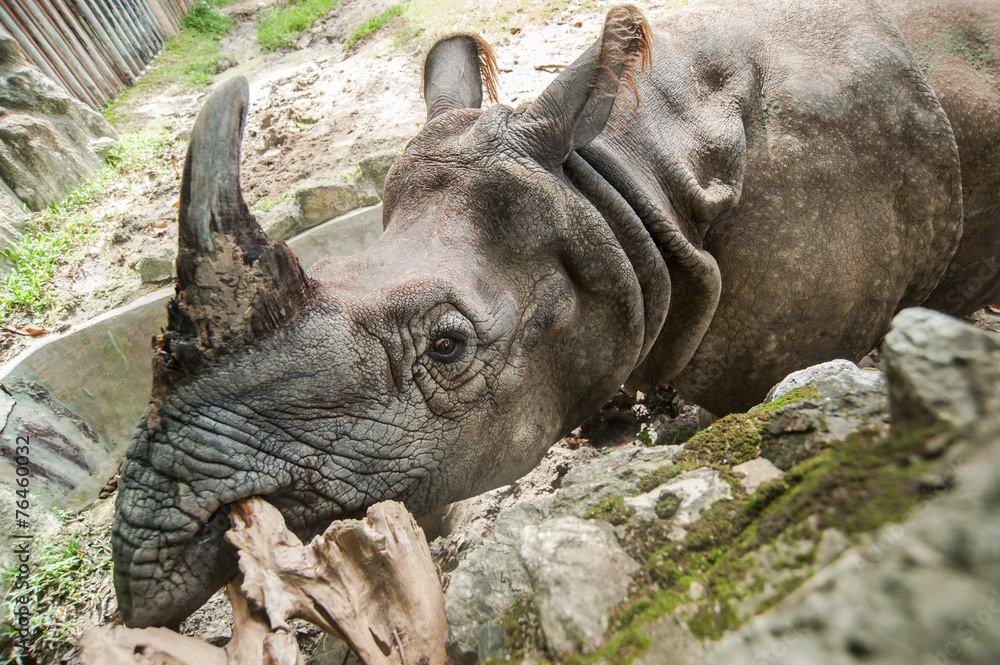 Greater One-horned Rhinoceros, Indian Rhinoceros(Rhinoce ros uni Greater One-horned Rhinoceros, Indian Rhinoceros(Rhinoce ros uni