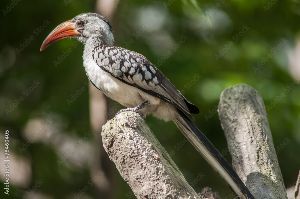 Obraz premium Yellow billed Hornbill