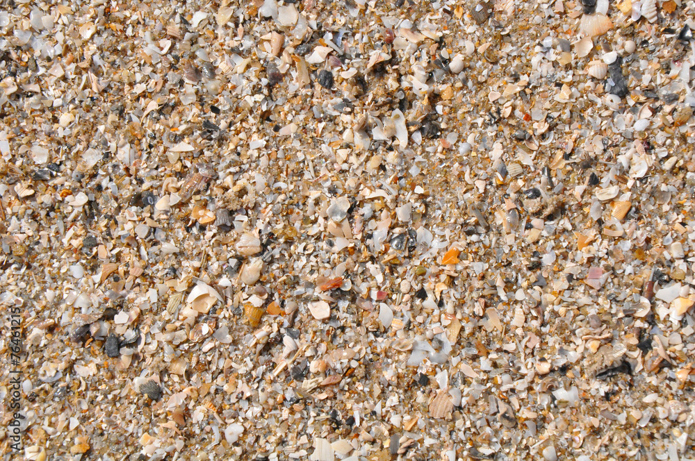 fragments of shells with sand background fragments of shells with sand background