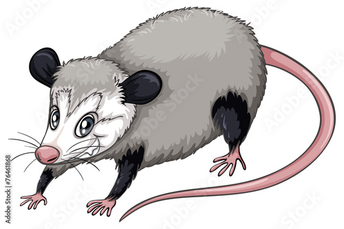 Opossum