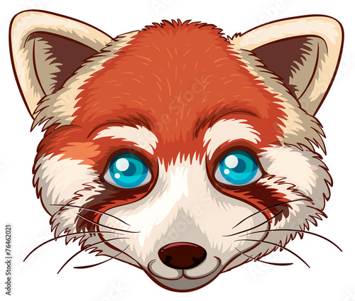 Fototapeta Naklejka Na Ścianę i Meble -  Red panda