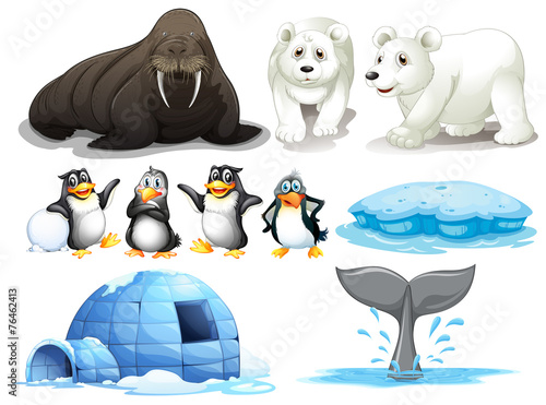 Animals
