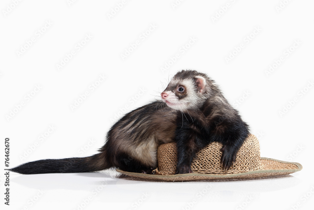 Fototapeta premium Young ferret on white background