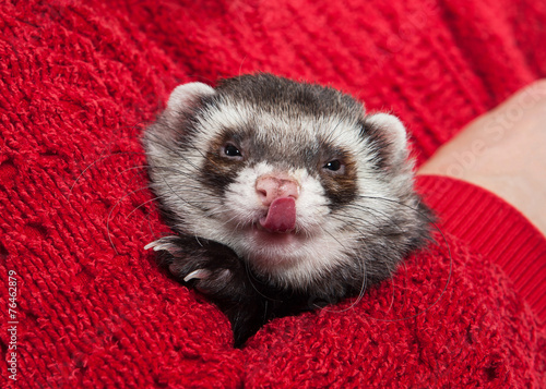 Young ferret on white background