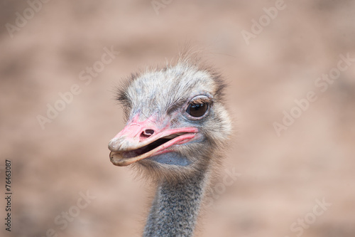 ostrich head portrait