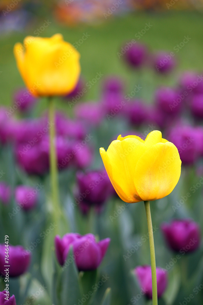 Fototapeta premium tulip flowers garden spring season