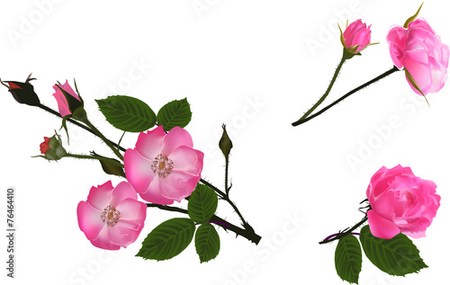 set of pink blossoming isolated briers photo