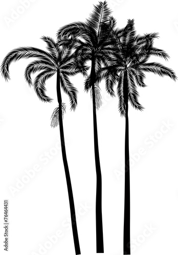 three high palm trees isolated on white