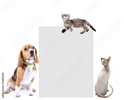 Cute pets with place for text, isolated on white