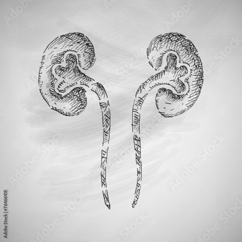 kidneys icon