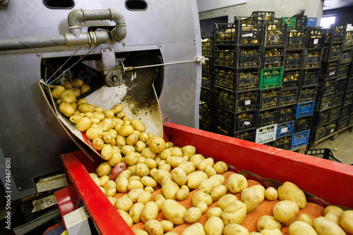 Cleaned potatoes on conveyor belt photo