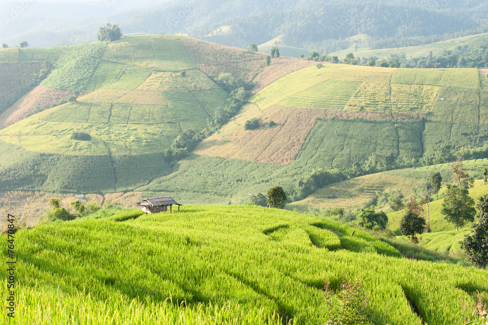 Obraz premium Rice field terrace with shack at Mae Jam, Chiangmai, Thailand.