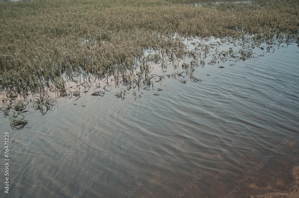 Flooded rice fields in Thailand