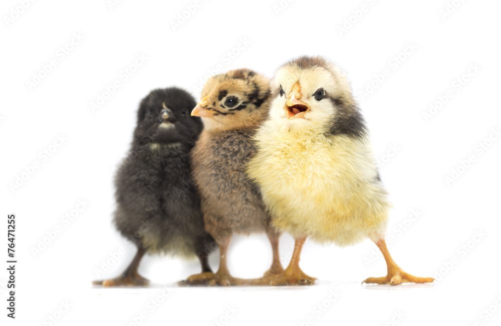 Colored chickens on a white background. Photo. Colored chickens on a white background. Photo.