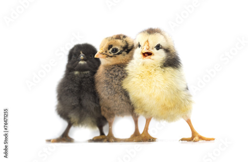 Colored chickens on a white background. Photo. © aljna