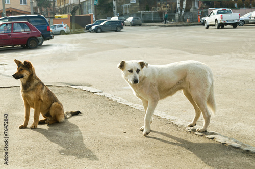 Stray dogs on street