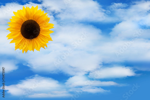 Sonnenblume und Himmel