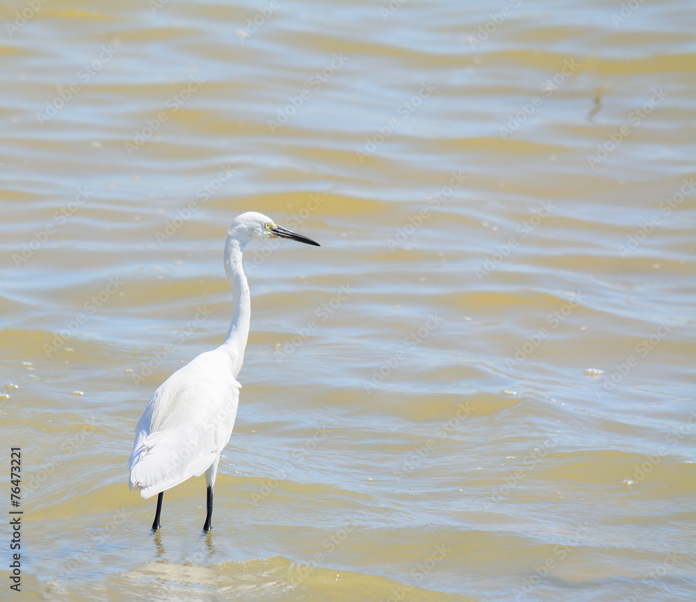 white heron in the water white heron in the water