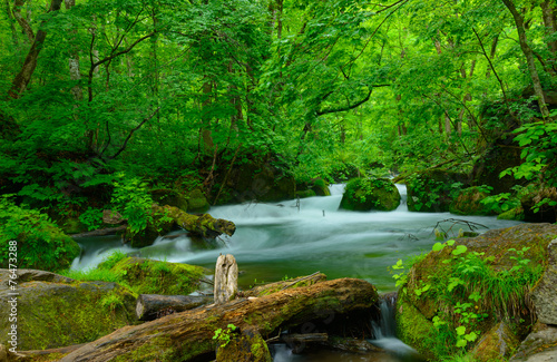 Oirase gorge in Towada  Aomori  Japan