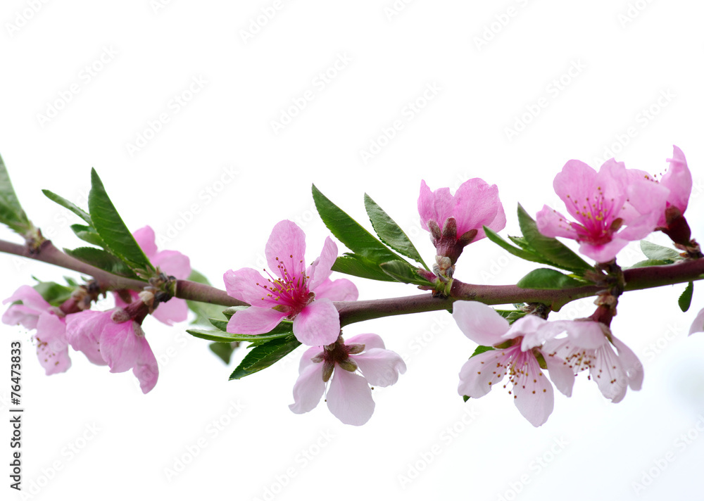 Obraz premium pink blossoms