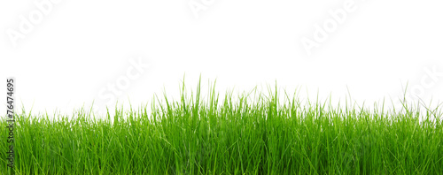 Green grass on white background