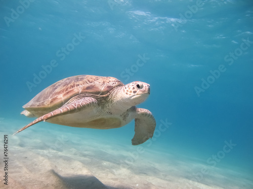 Green sea turtle © Alex Churilov