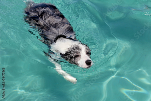 Swimming dog - border collie