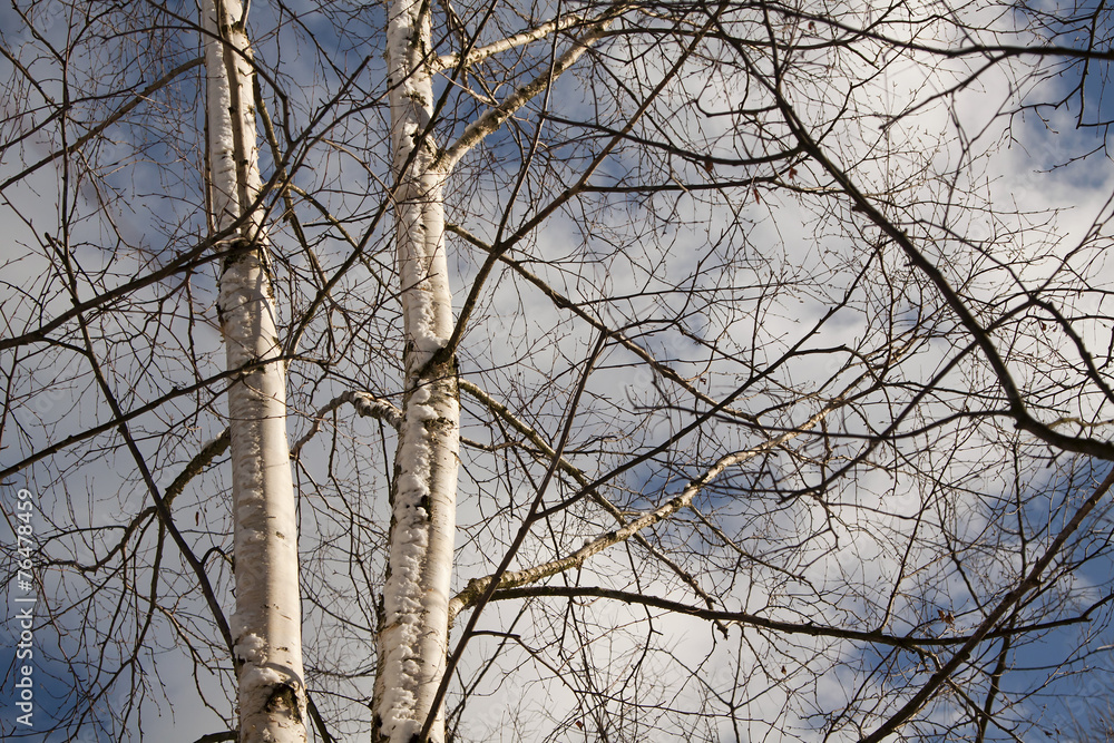 Beautiful birch trees in Winter - obrazy, fototapety, plakaty 