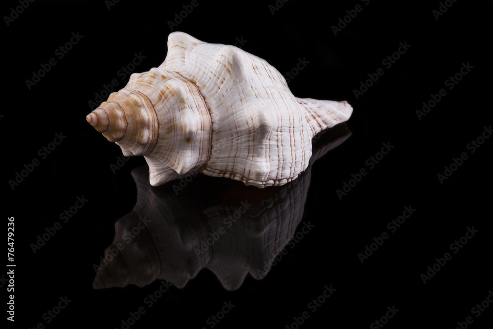 Muschel mit schwarzem Hintergrund und Spiegelung Muschel mit schwarzem Hintergrund und Spiegelung