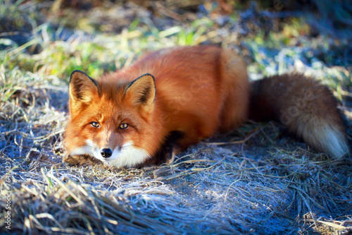 red fox #76479293