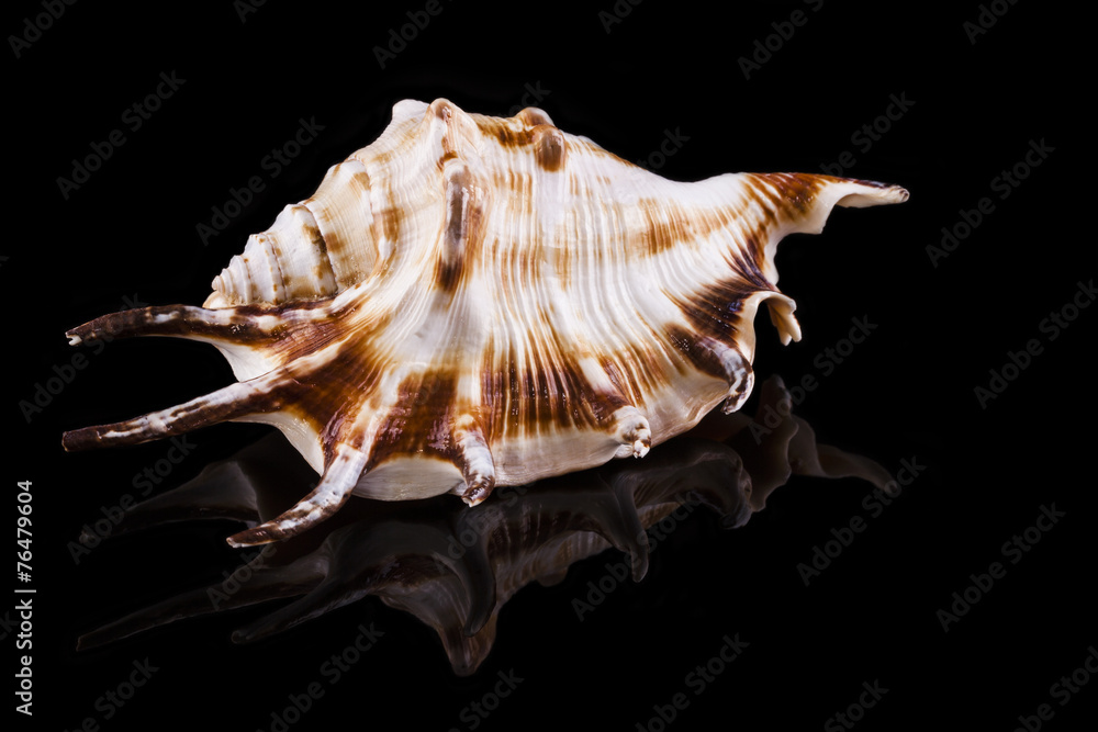 Muschel mit schwarzem Hintergrund und Spiegelung Muschel mit schwarzem Hintergrund und Spiegelung