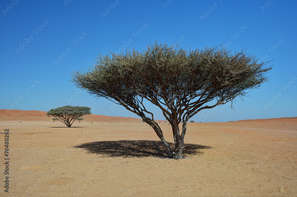 Fototapeta premium Tree in the desert