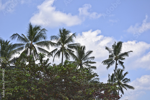 Indonesia, Lombok: coconut palm