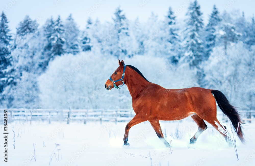 Obraz premium Chestnut horse run gallop in winter