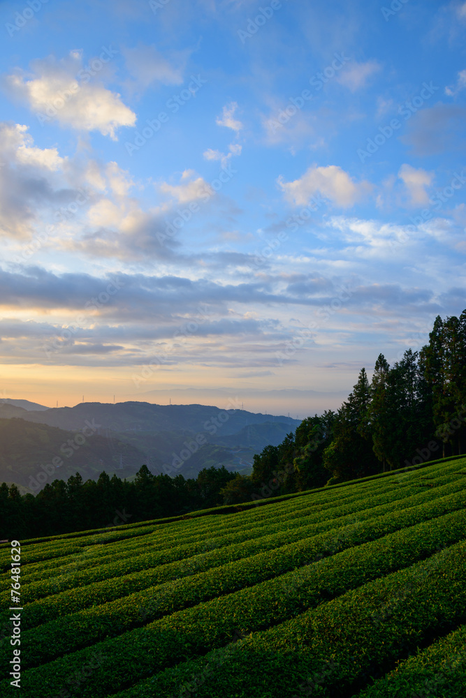 Sea of clouds and Tea plantation