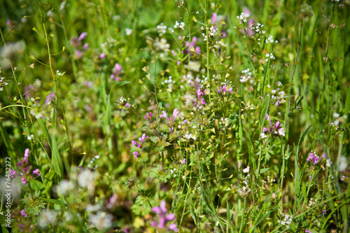 field grass background, shallow depth of field