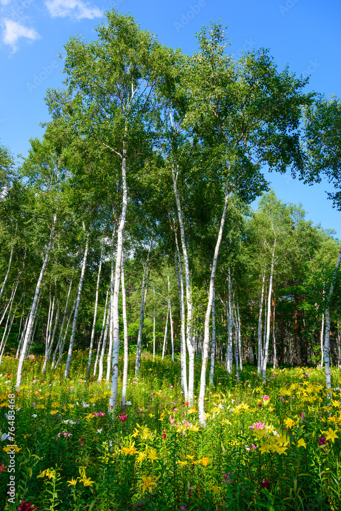 Fototapeta premium Lily and White birch in Hana no Sato at Fujimi Highland in Nagan