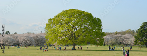 big tree in park