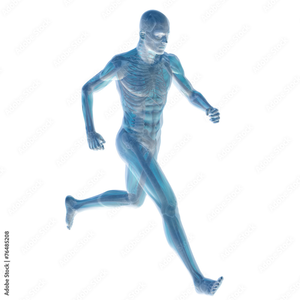 3D human male anatomy isolated 3D human male anatomy isolated
