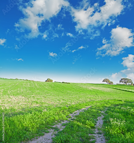 green meadow under a blue sky