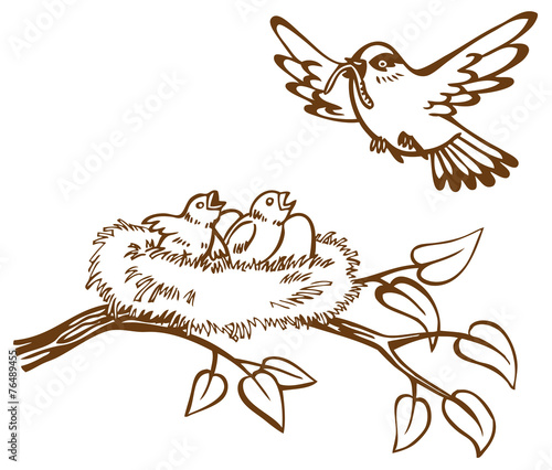 bird nest and chicks