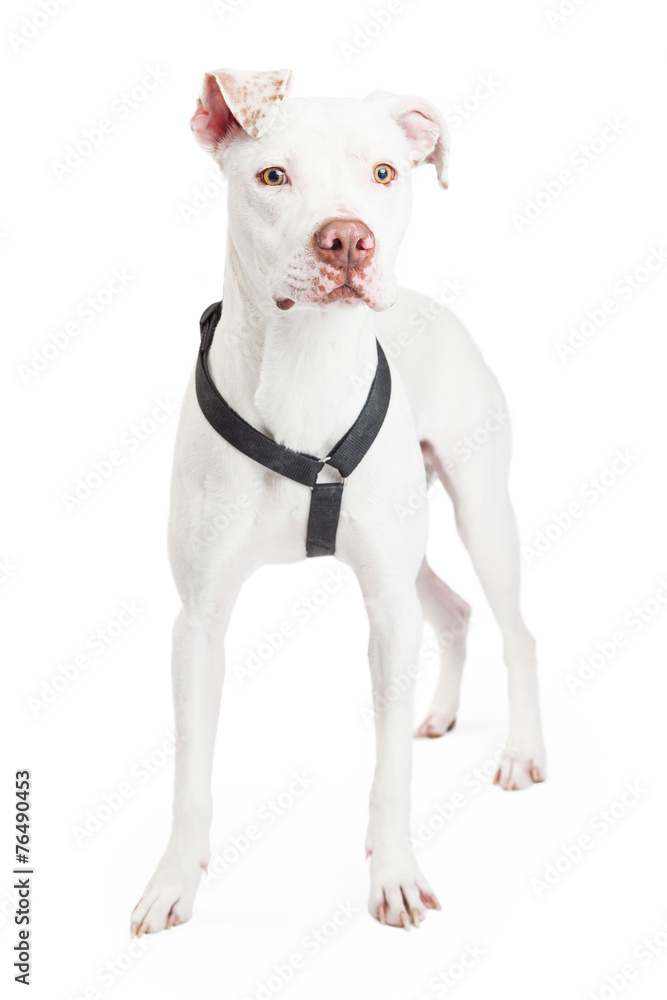 Dogo Argentino Dog Standing Looking Forward